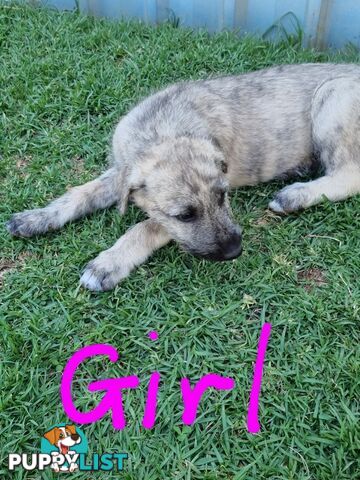 Irish Wolfhounds