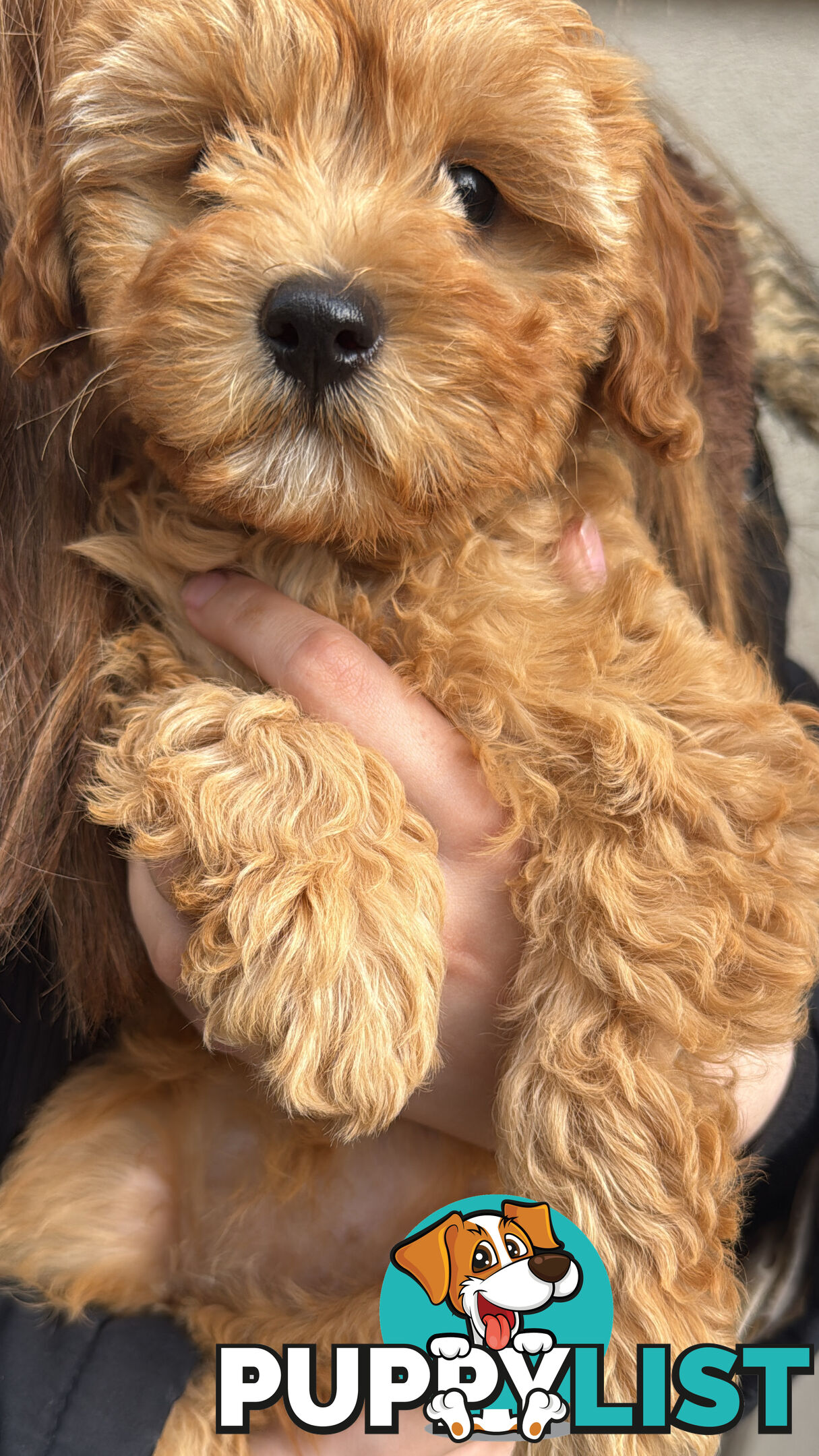 11-week-old female Cavoodle puppy