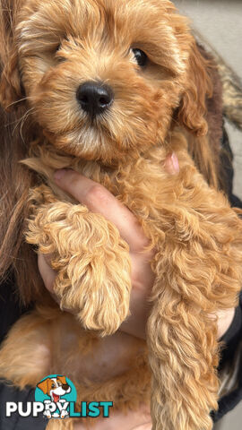 11-week-old female Cavoodle puppy