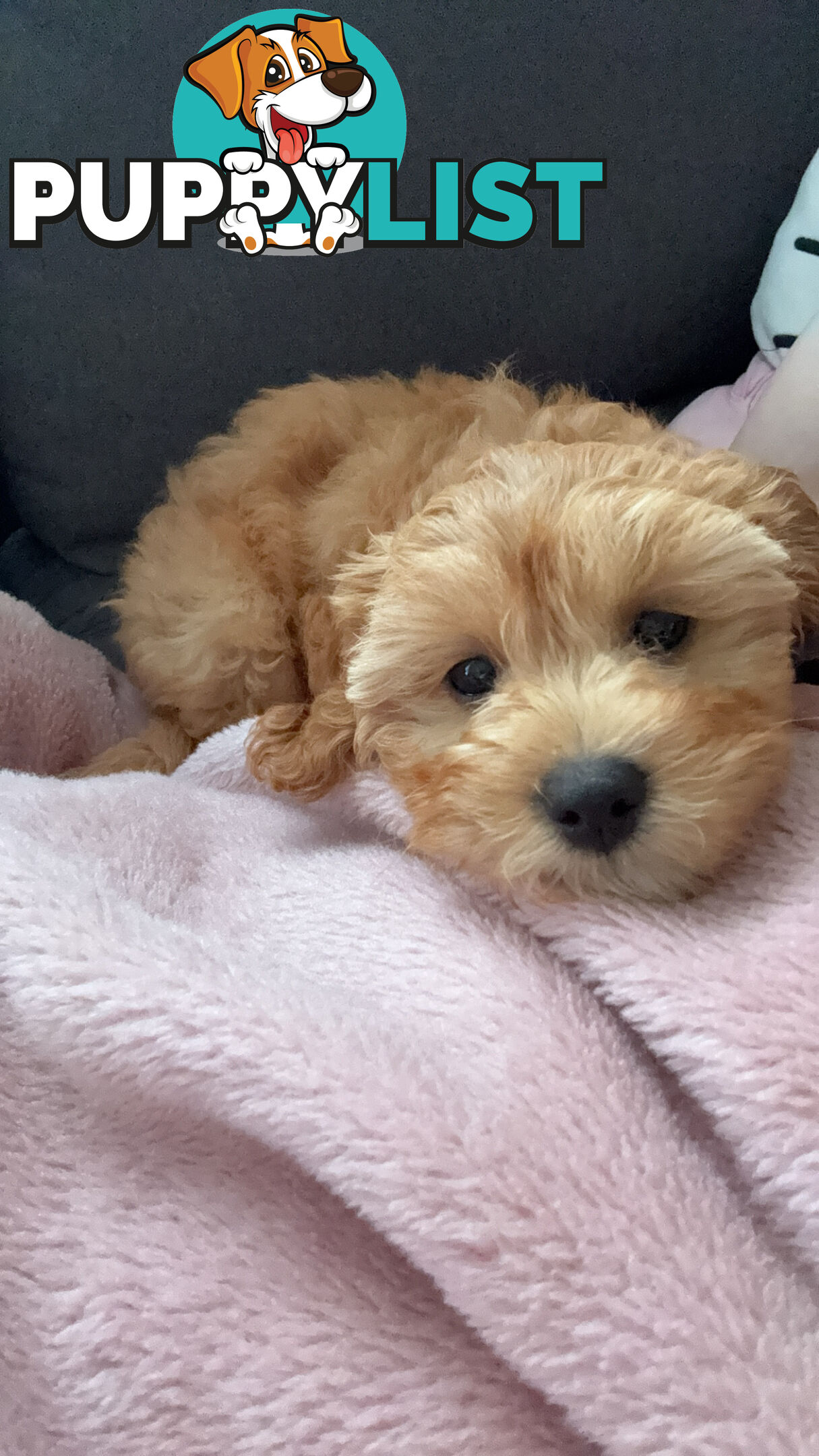 11-week-old female Cavoodle puppy