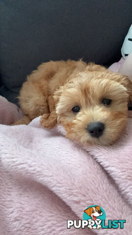 11-week-old female Cavoodle puppy