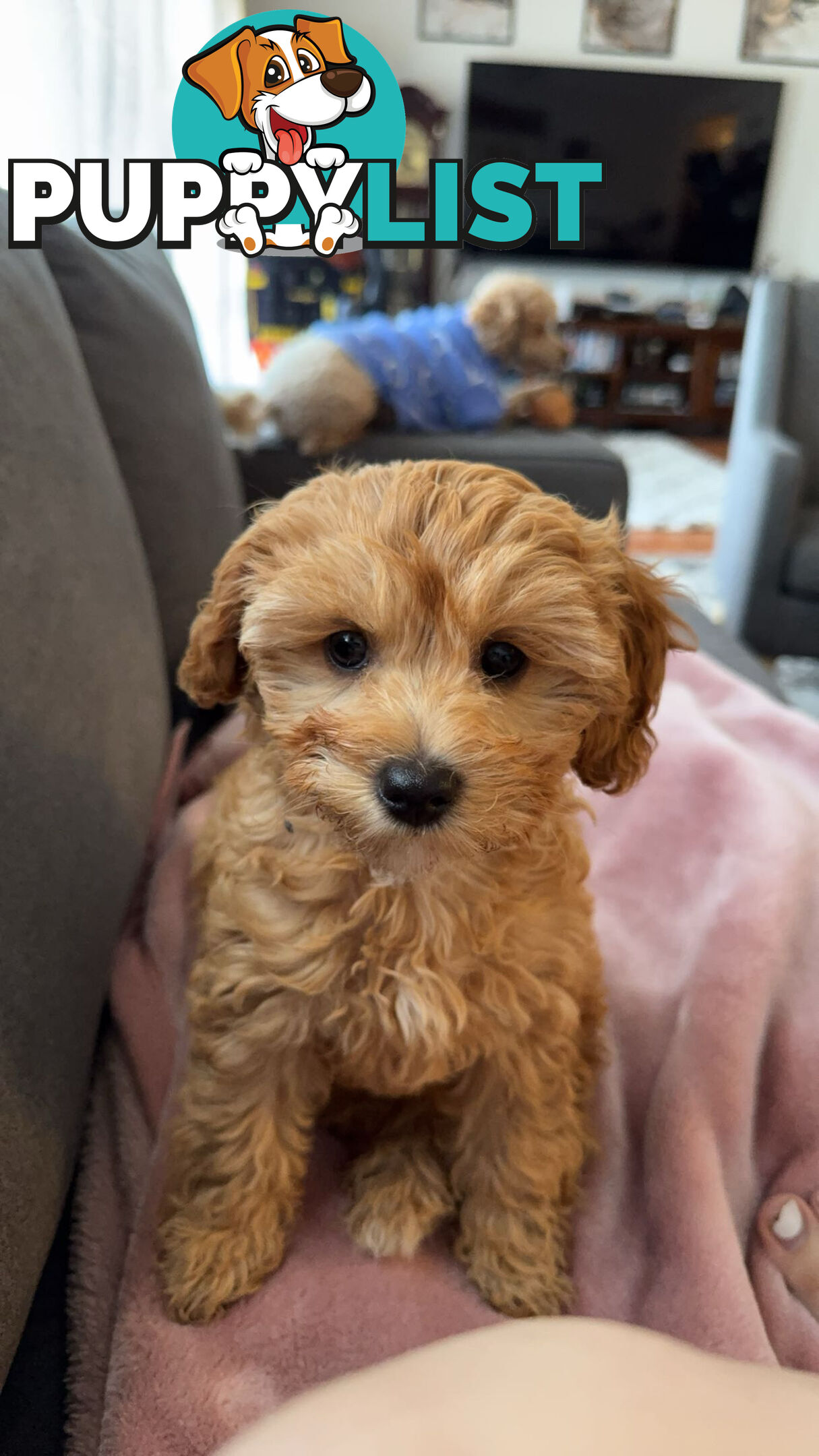 11-week-old female Cavoodle puppy