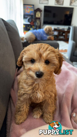 11-week-old female Cavoodle puppy