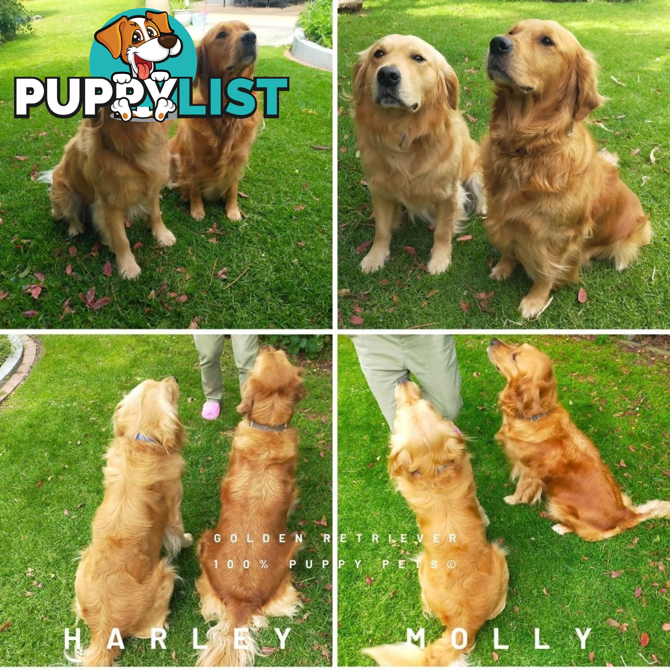 8 Golden retriever 100% puppy pets