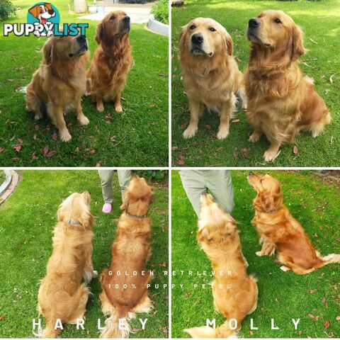 8 Golden retriever 100% puppy pets