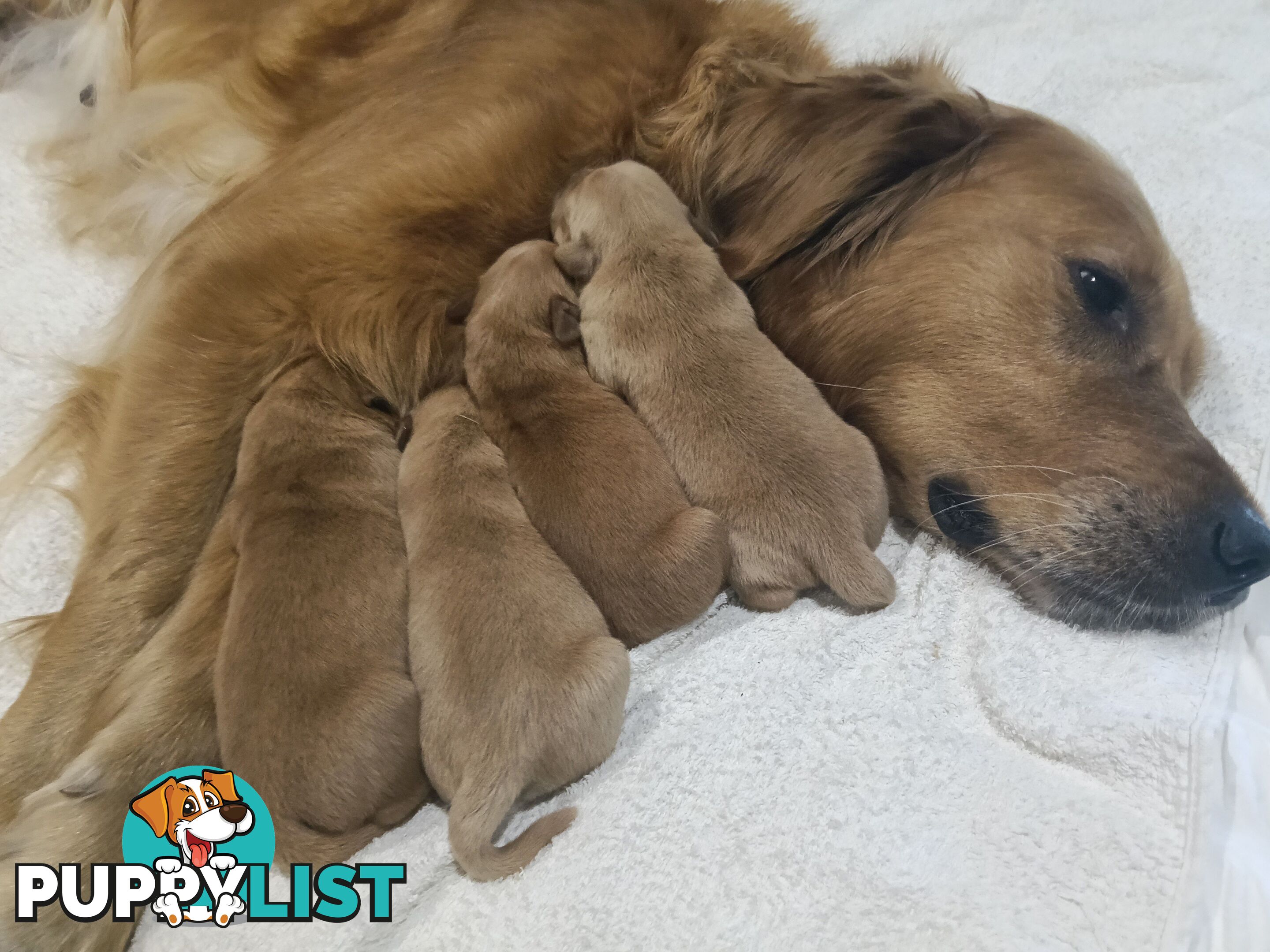 8 Golden retriever 100% puppy pets