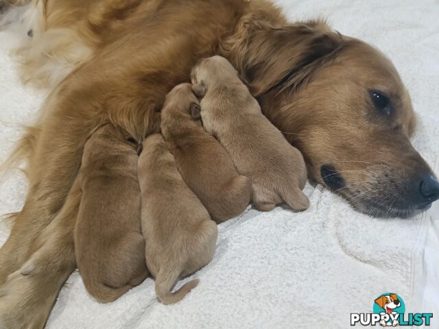 8 Golden retriever 100% puppy pets