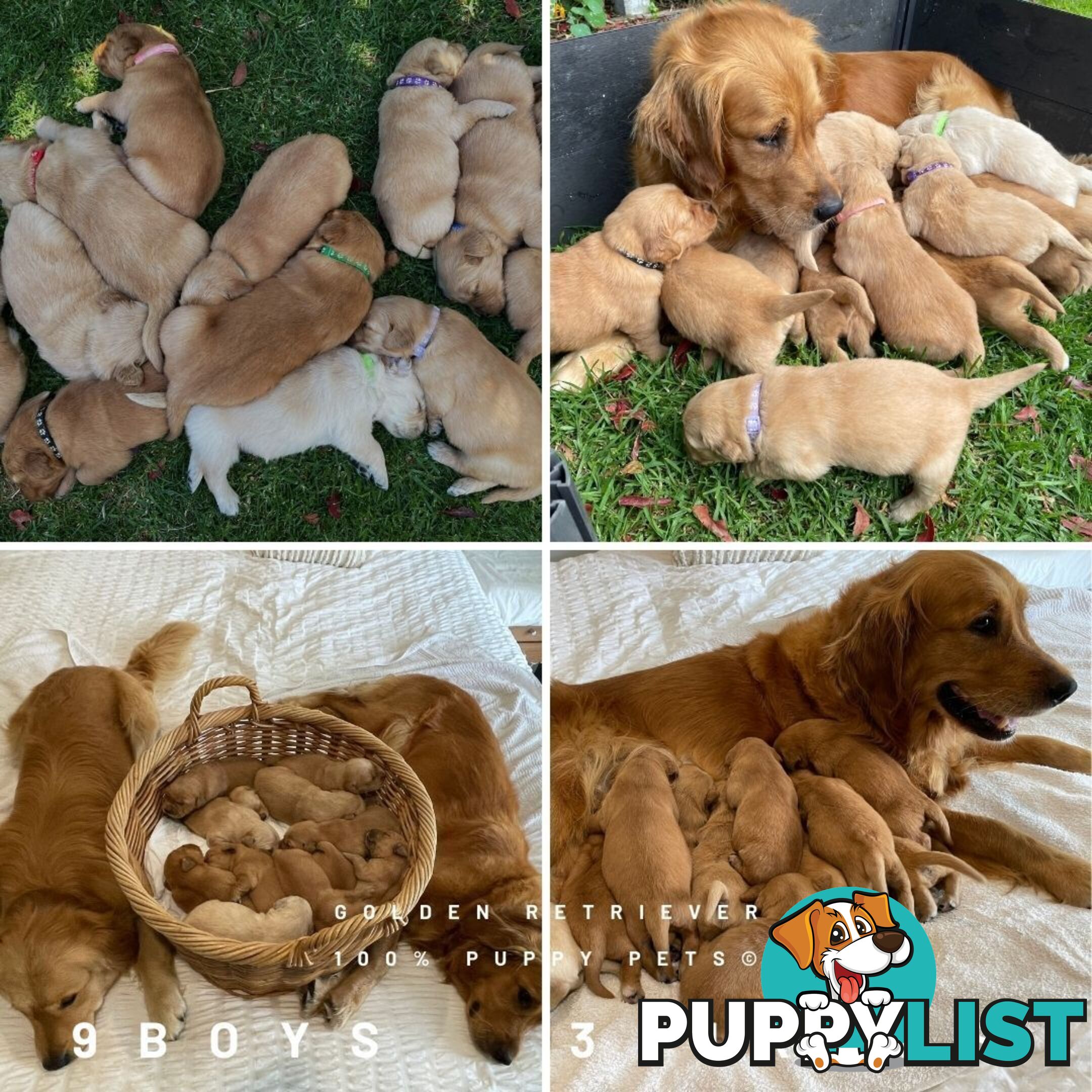 8 Golden retriever 100% puppy pets