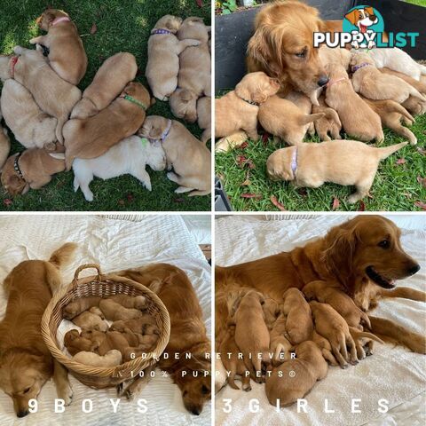 8 Golden retriever 100% puppy pets