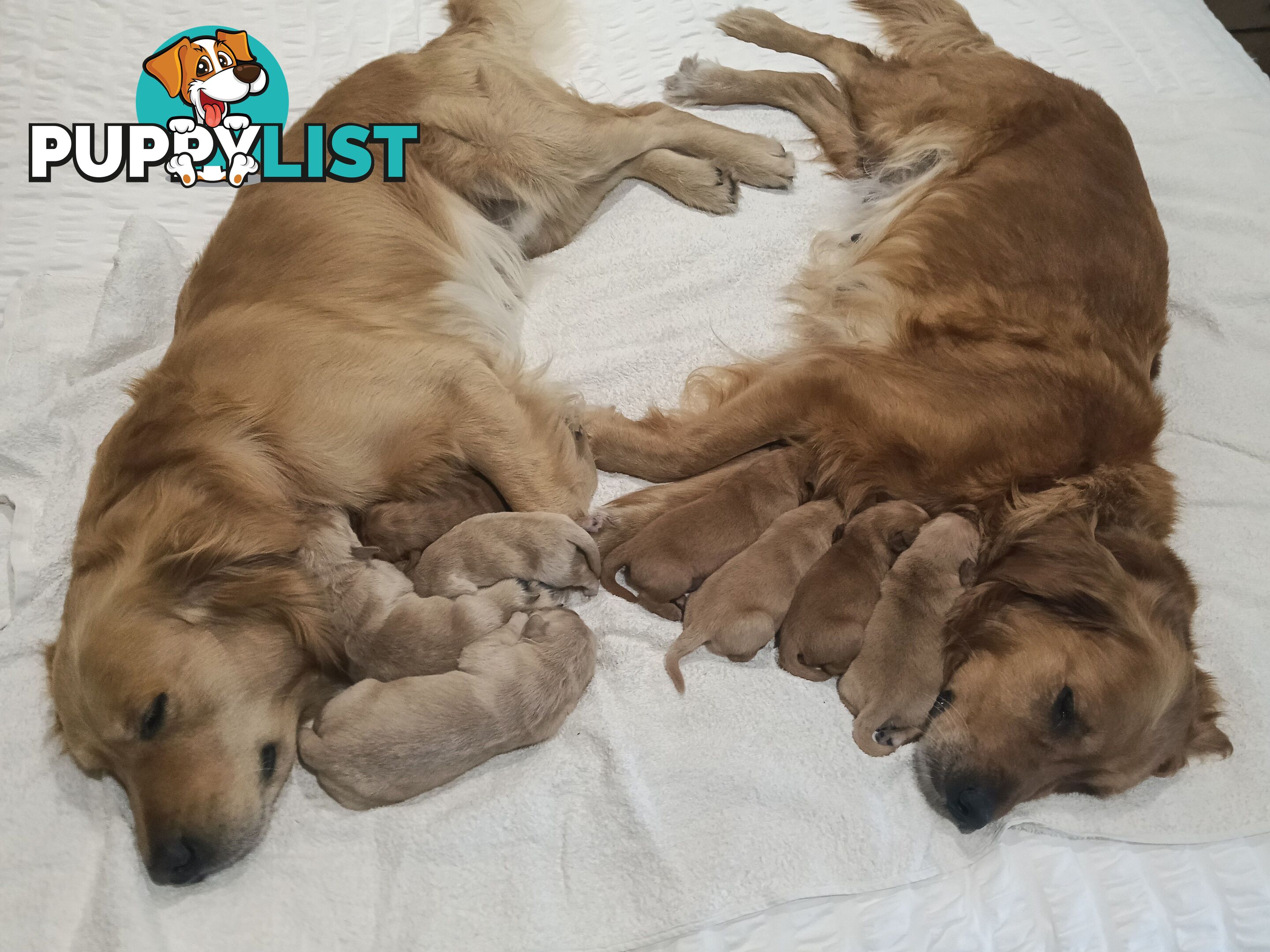 8 Golden retriever 100% puppy pets