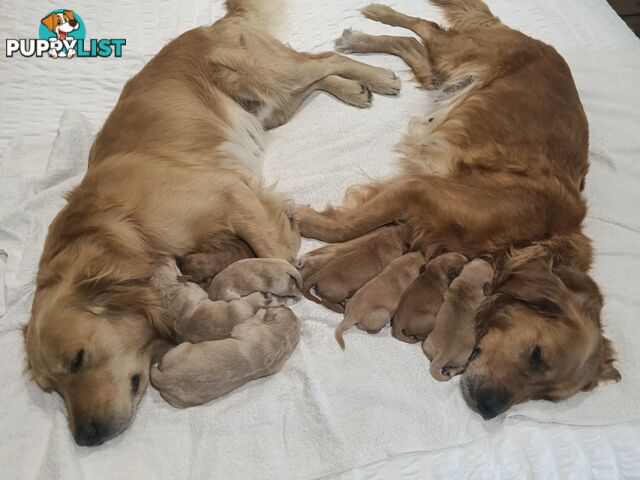 8 Golden retriever 100% puppy pets