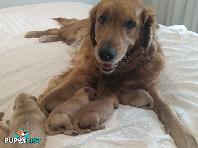 8 Golden retriever 100% puppy pets
