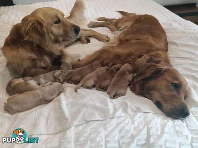 8 Golden retriever 100% puppy pets