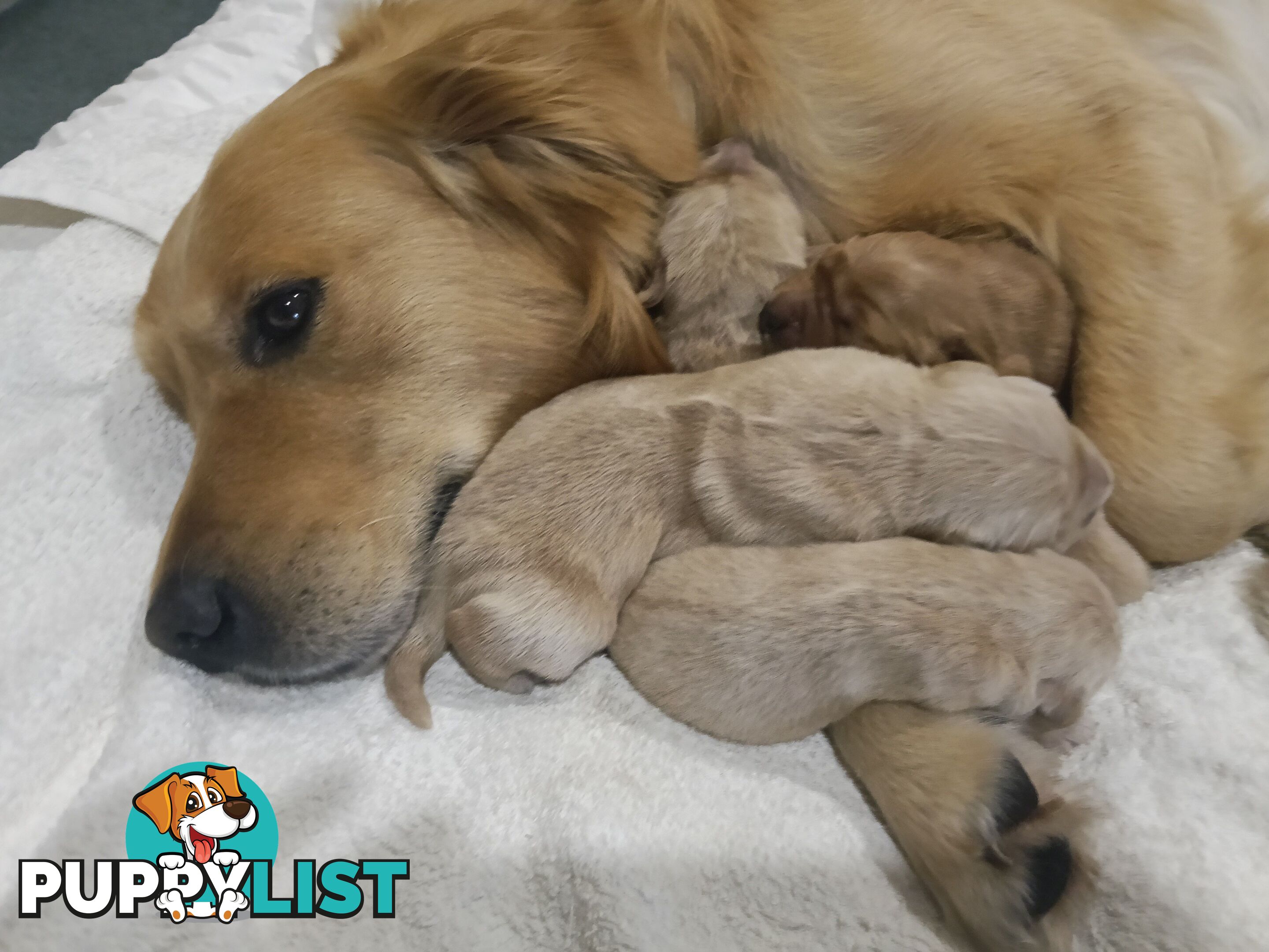 8 Golden retriever 100% puppy pets