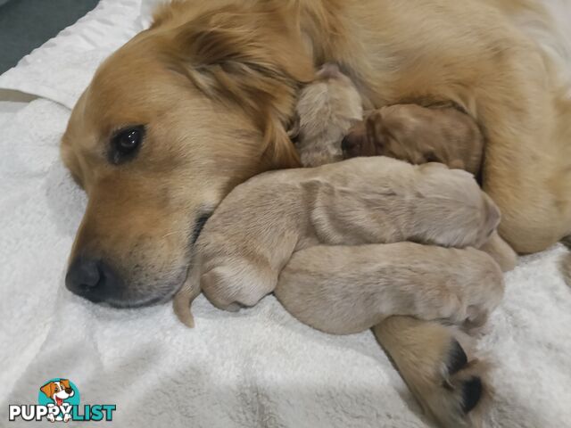 8 Golden retriever 100% puppy pets