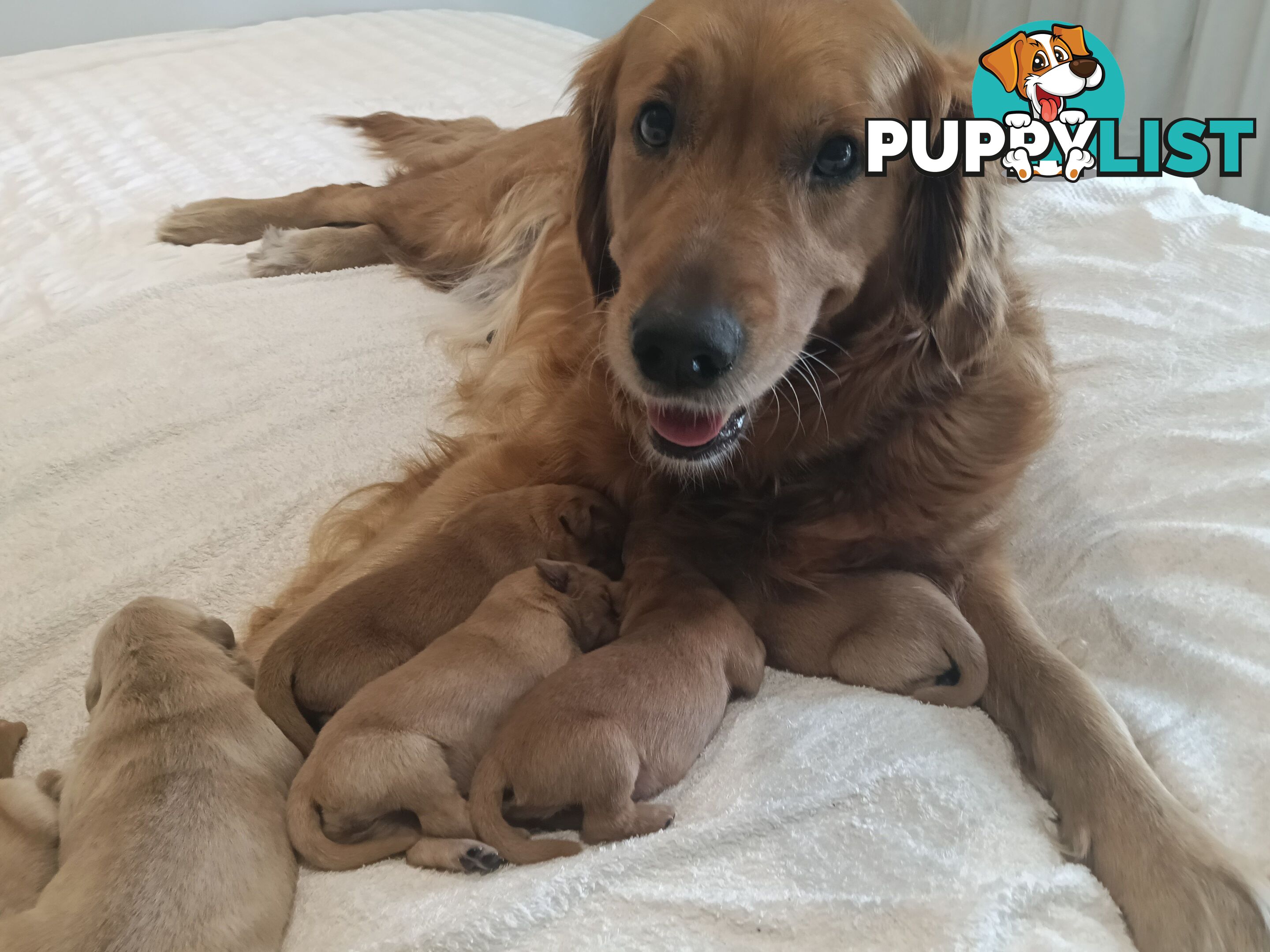 8 Golden retriever 100% puppy pets