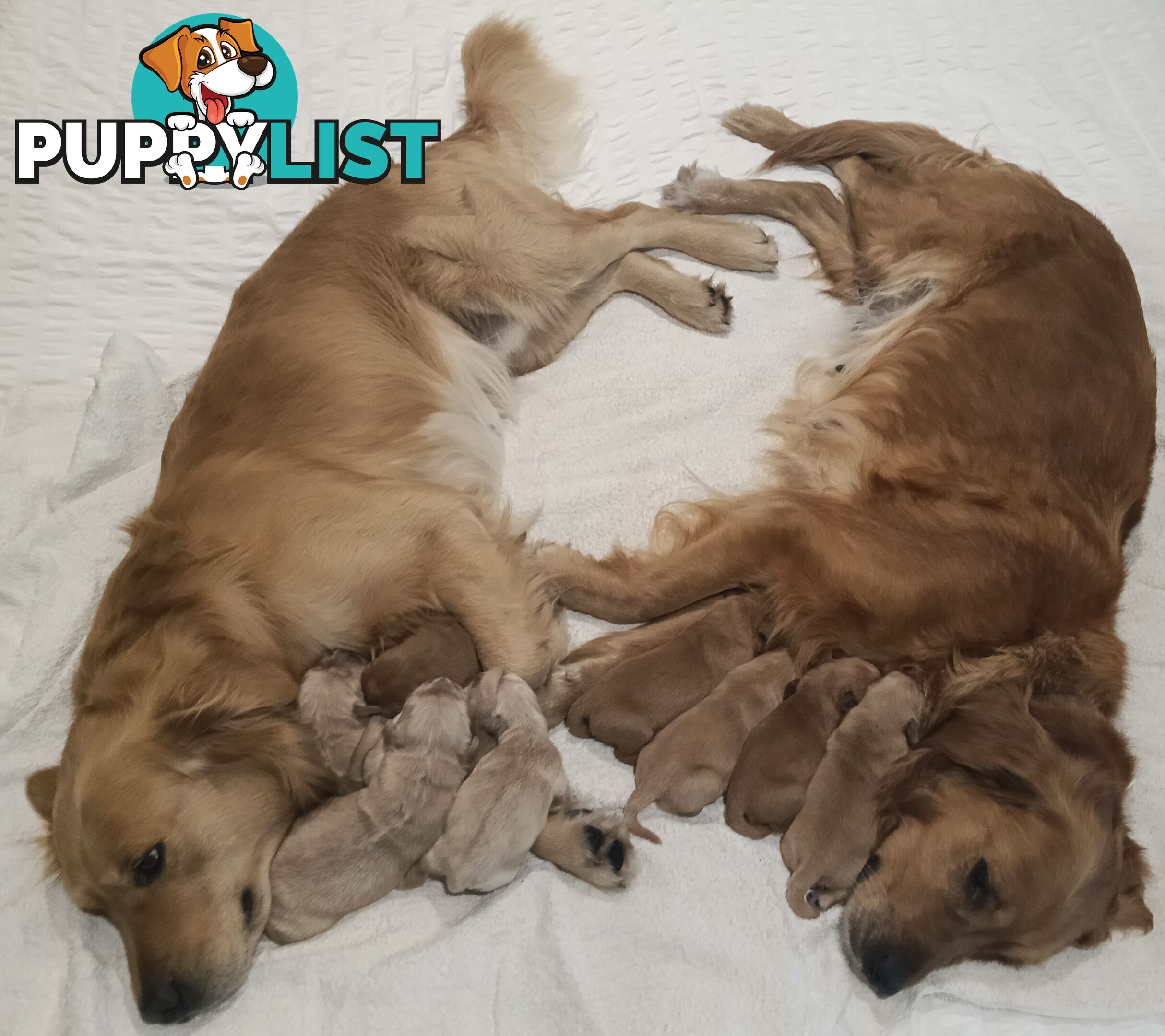 8 Golden retriever 100% puppy pets