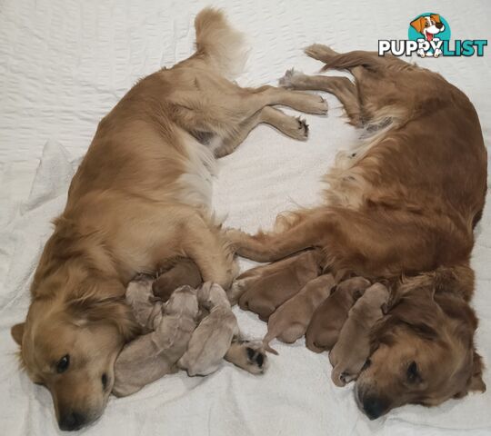 8 Golden retriever 100% puppy pets