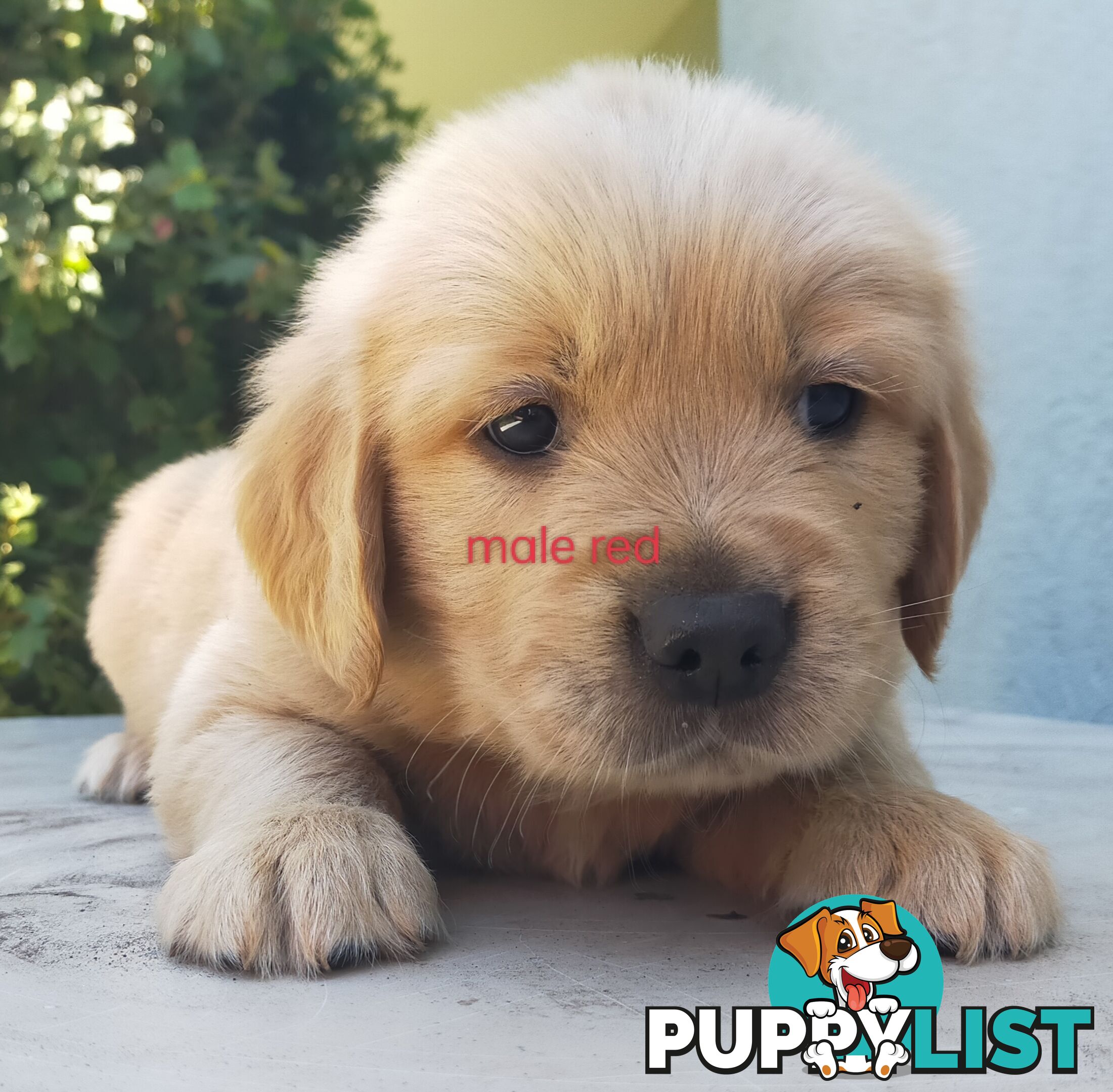 Golden Retriever 100% Puppy Pets & are you looking for a companion?