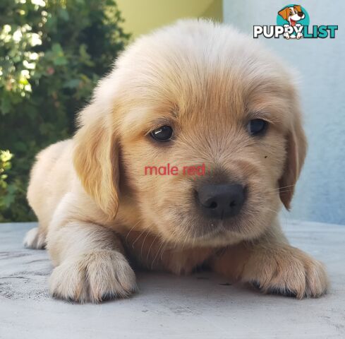 Golden Retriever 100% Puppy Pets & are you looking for a companion?