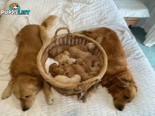 Golden Retriever 100% Puppy Pets & are you looking for a companion?