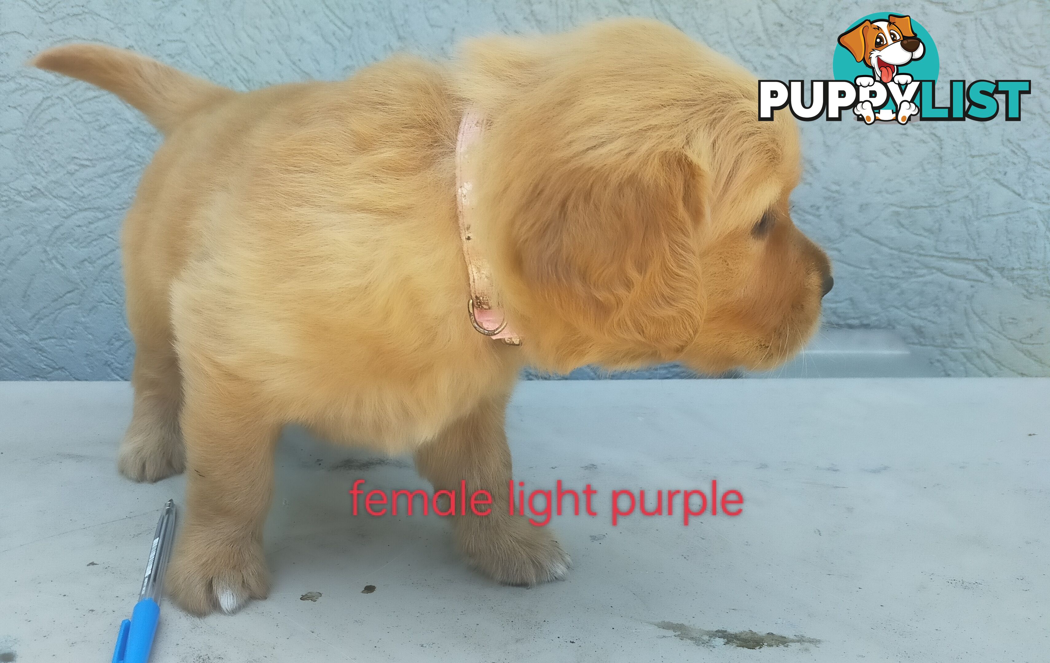 Golden Retriever 100% Puppy Pets & are you looking for a companion?