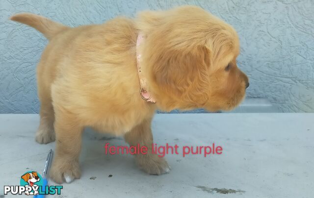 Golden Retriever 100% Puppy Pets & are you looking for a companion?