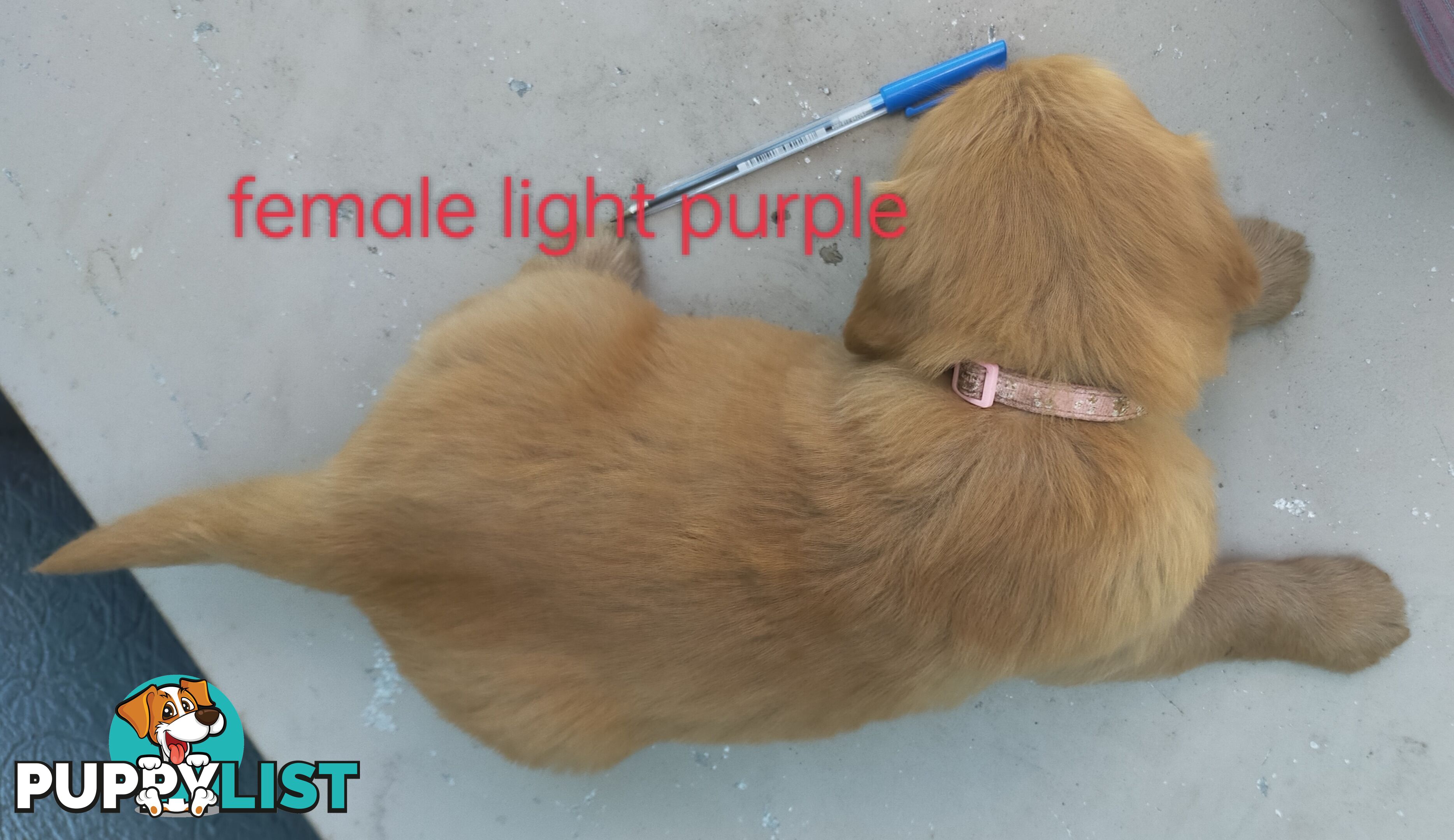 Golden Retriever 100% Puppy Pets & are you looking for a companion?