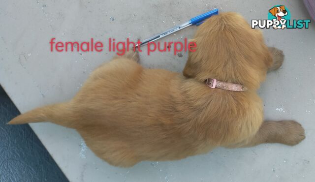 Golden Retriever 100% Puppy Pets & are you looking for a companion?