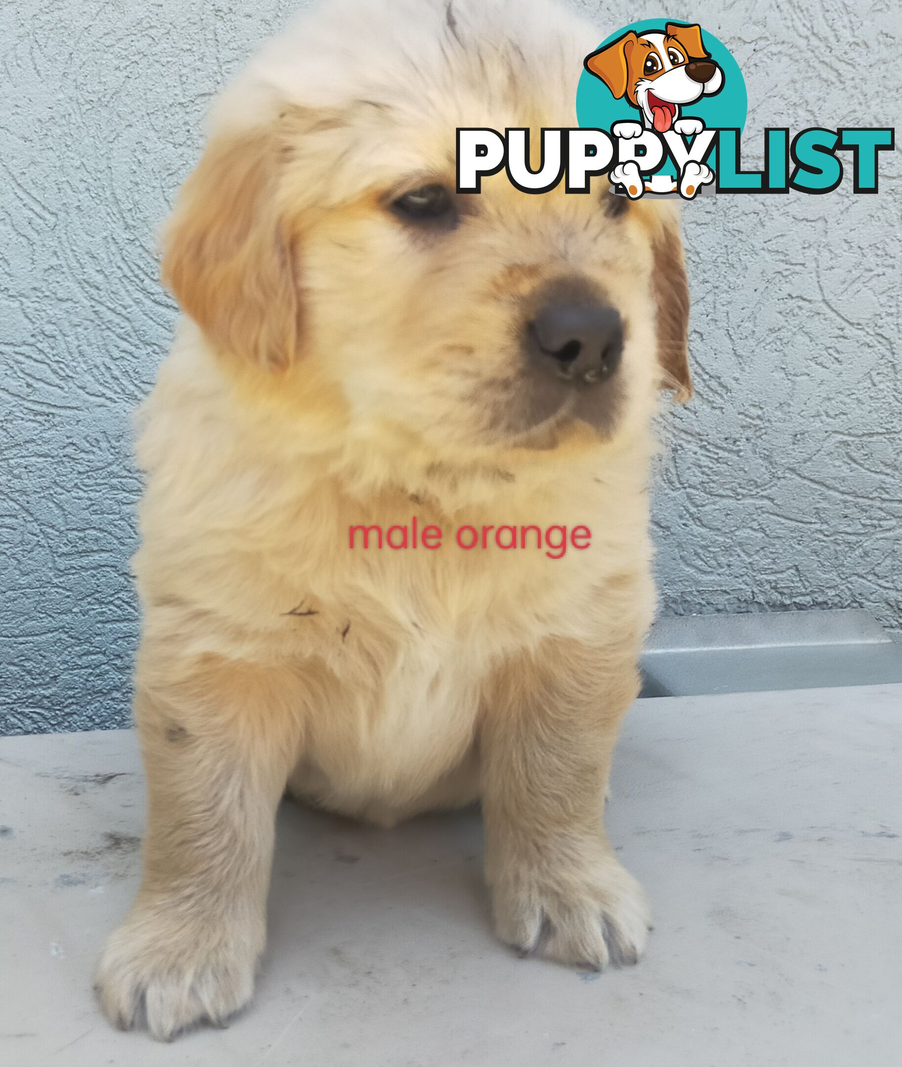 Golden Retriever 100% Puppy Pets & are you looking for a companion?