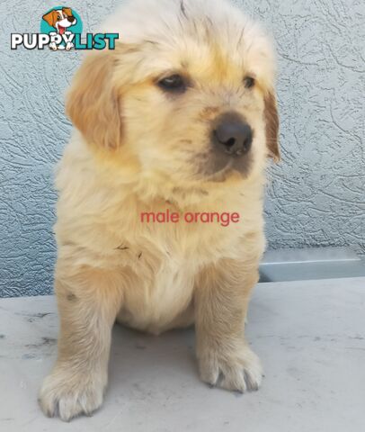 Golden Retriever 100% Puppy Pets & are you looking for a companion?