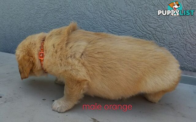 Golden Retriever 100% Puppy Pets & are you looking for a companion?