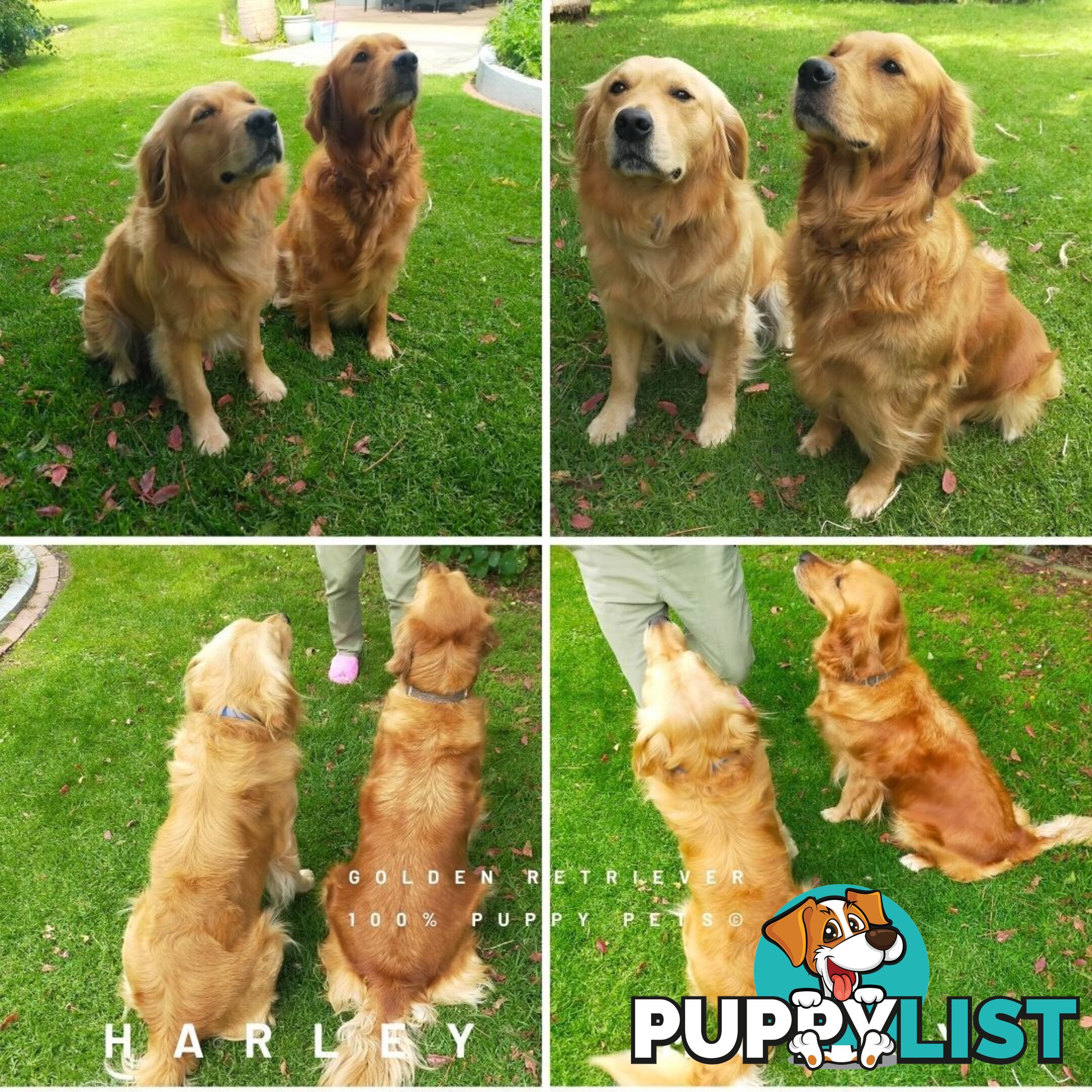 Golden Retriever 100% Puppy Pets & are you looking for a companion?