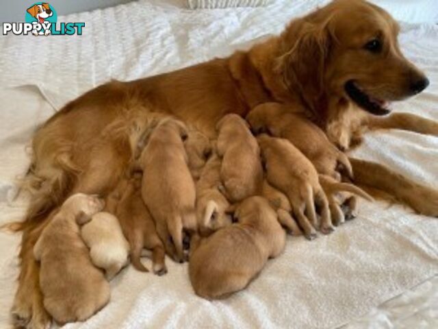 Golden Retriever 100% Puppy Pets & are you looking for a companion?