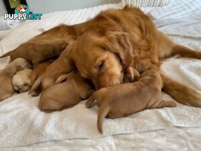 Golden Retriever 100% Puppy Pets & are you looking for a companion?