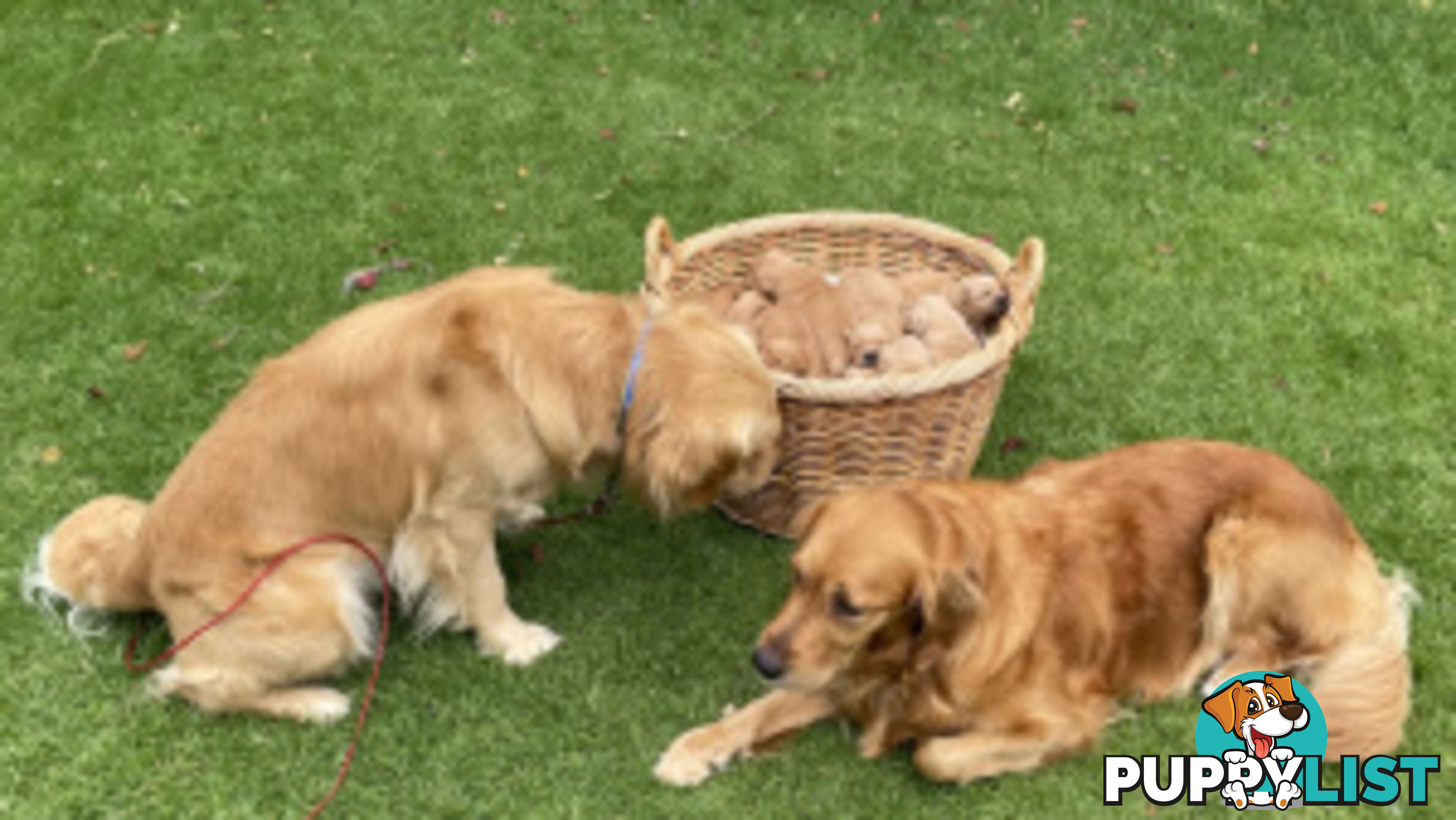 Golden Retriever 100% Puppy Pets & are you looking for a companion?