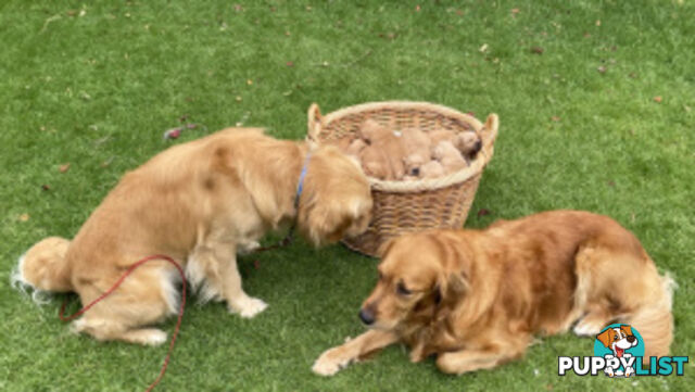 Golden Retriever 100% Puppy Pets & are you looking for a companion?