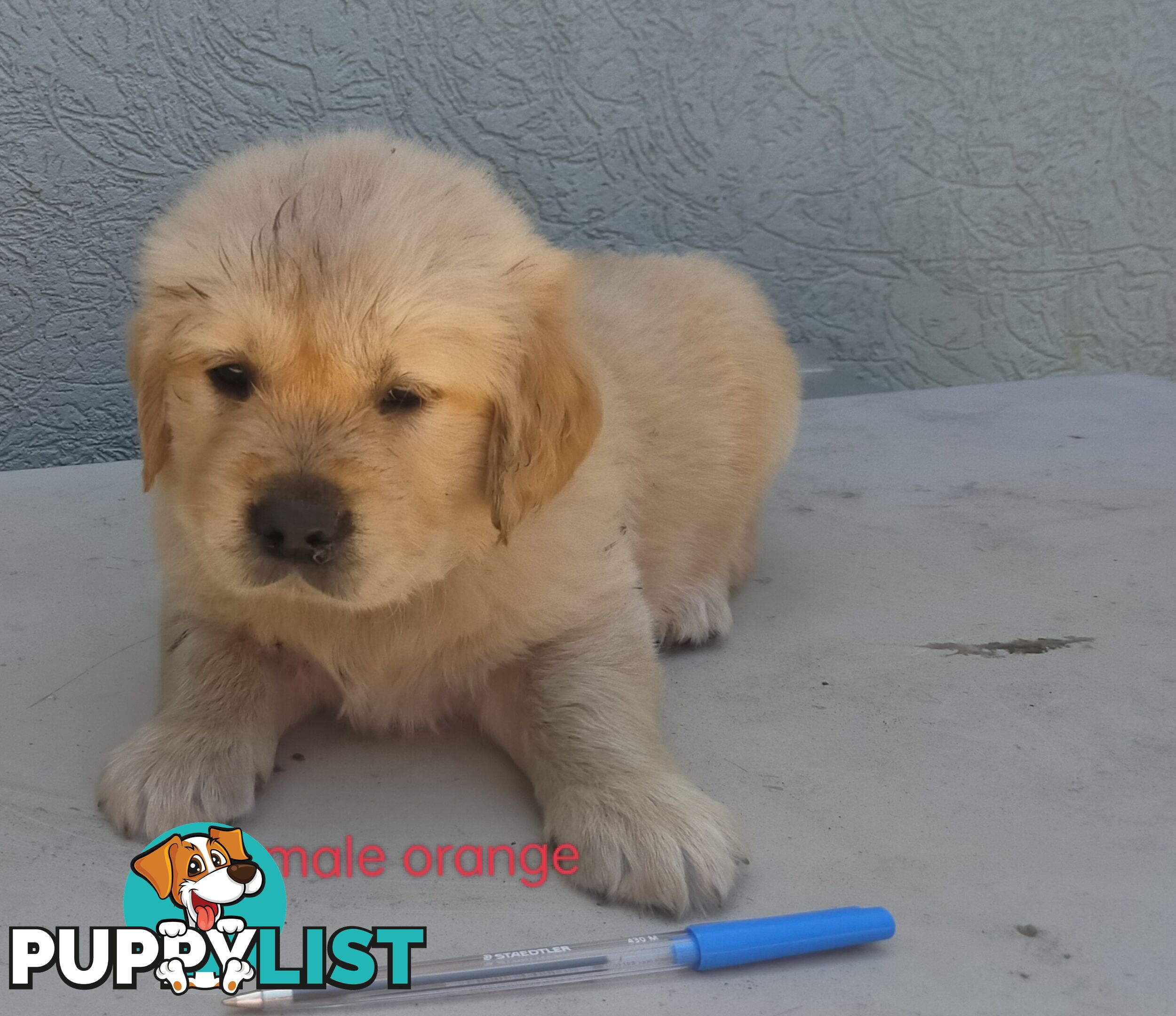 Golden Retriever 100% Puppy Pets & are you looking for a companion?