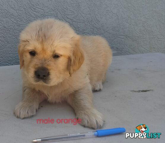 Golden Retriever 100% Puppy Pets & are you looking for a companion?