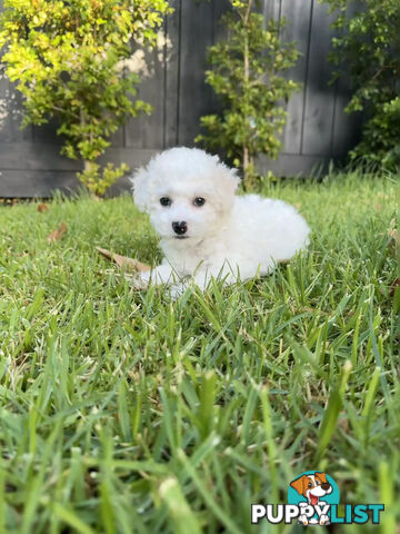 Bichon Frise Puppy