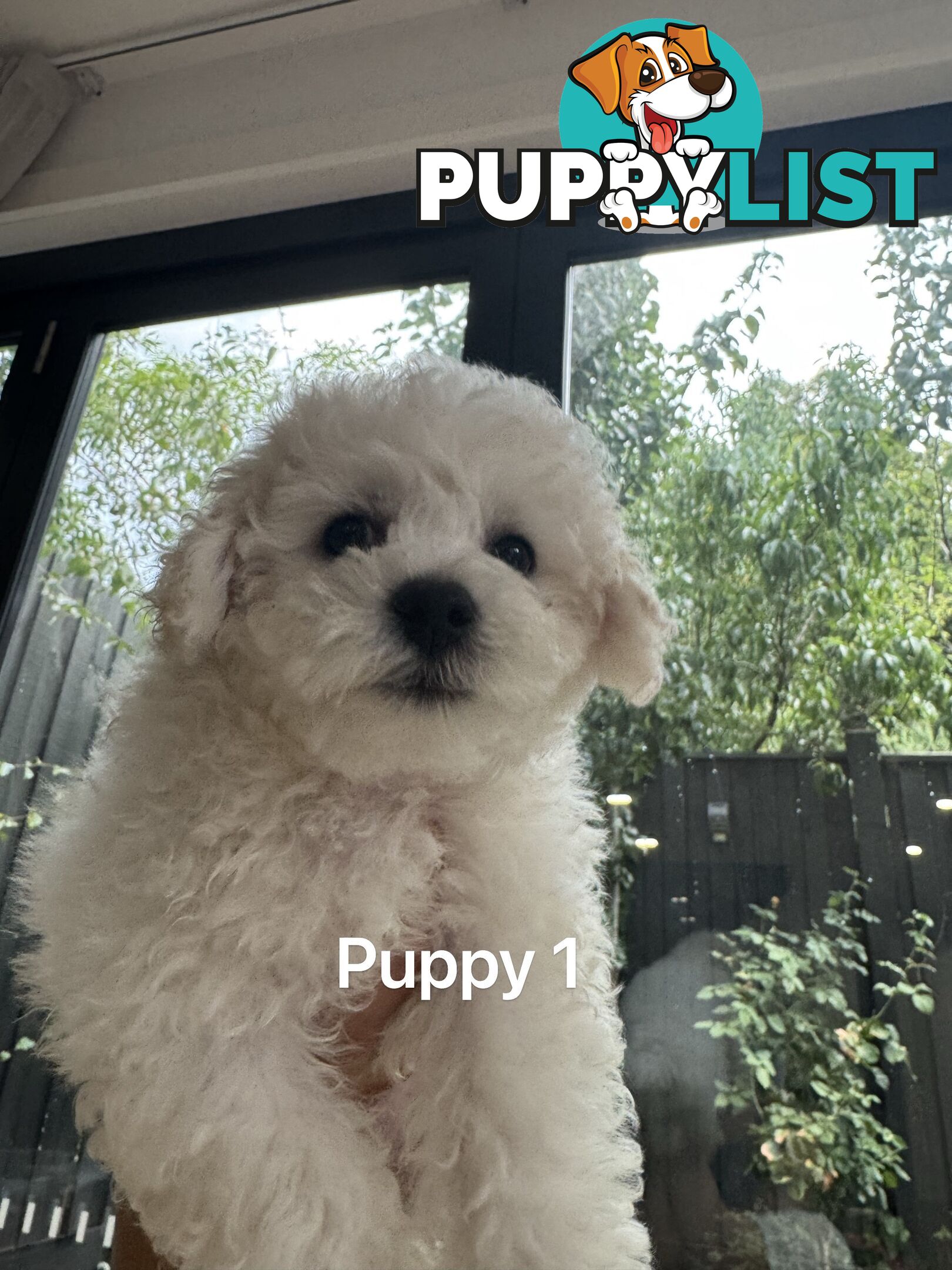 Bichon Frise Puppy