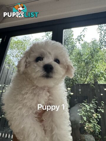 Bichon Frise Puppy