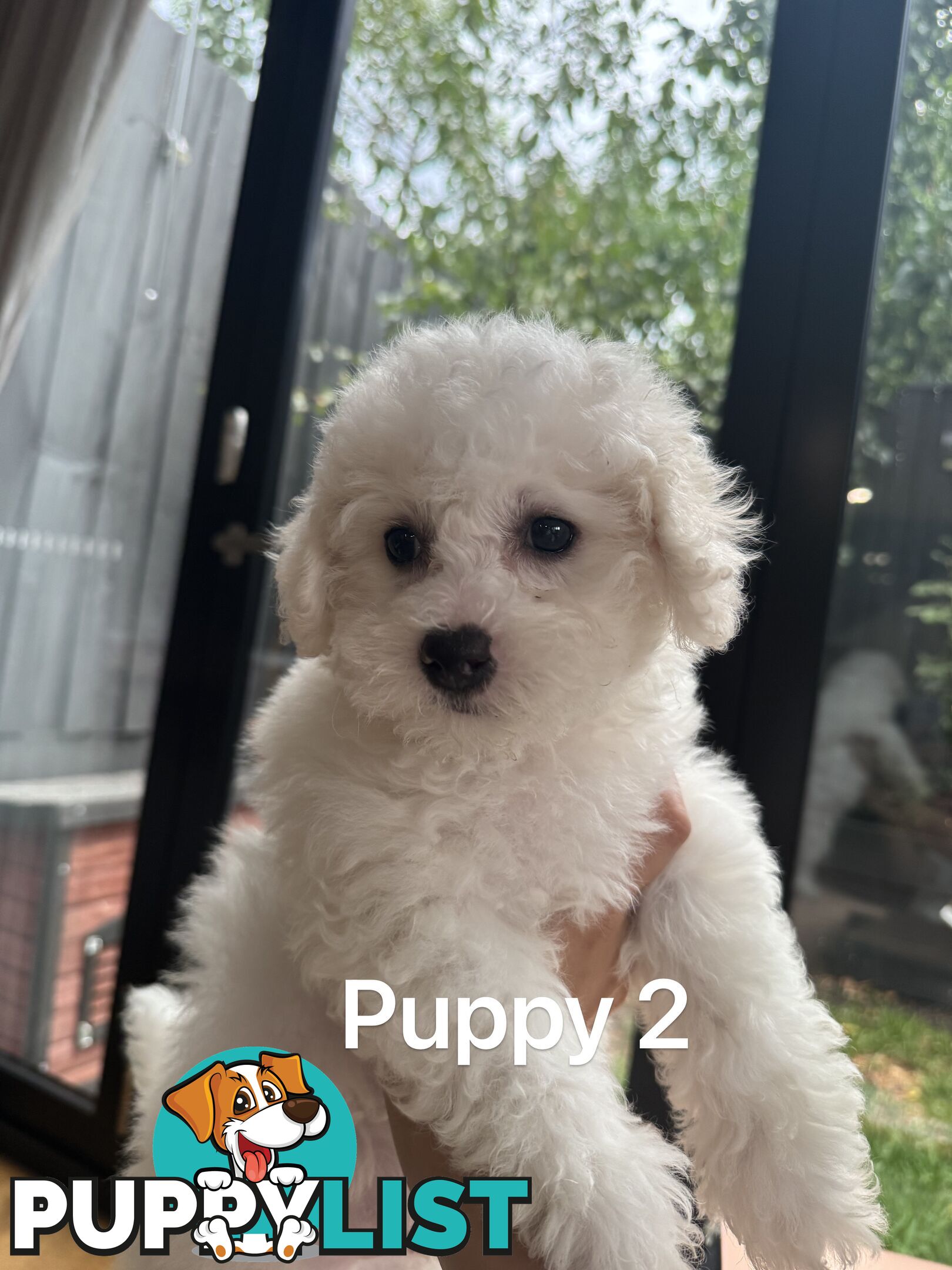 Bichon Frise Puppy