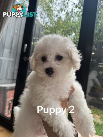 Bichon Frise Puppy