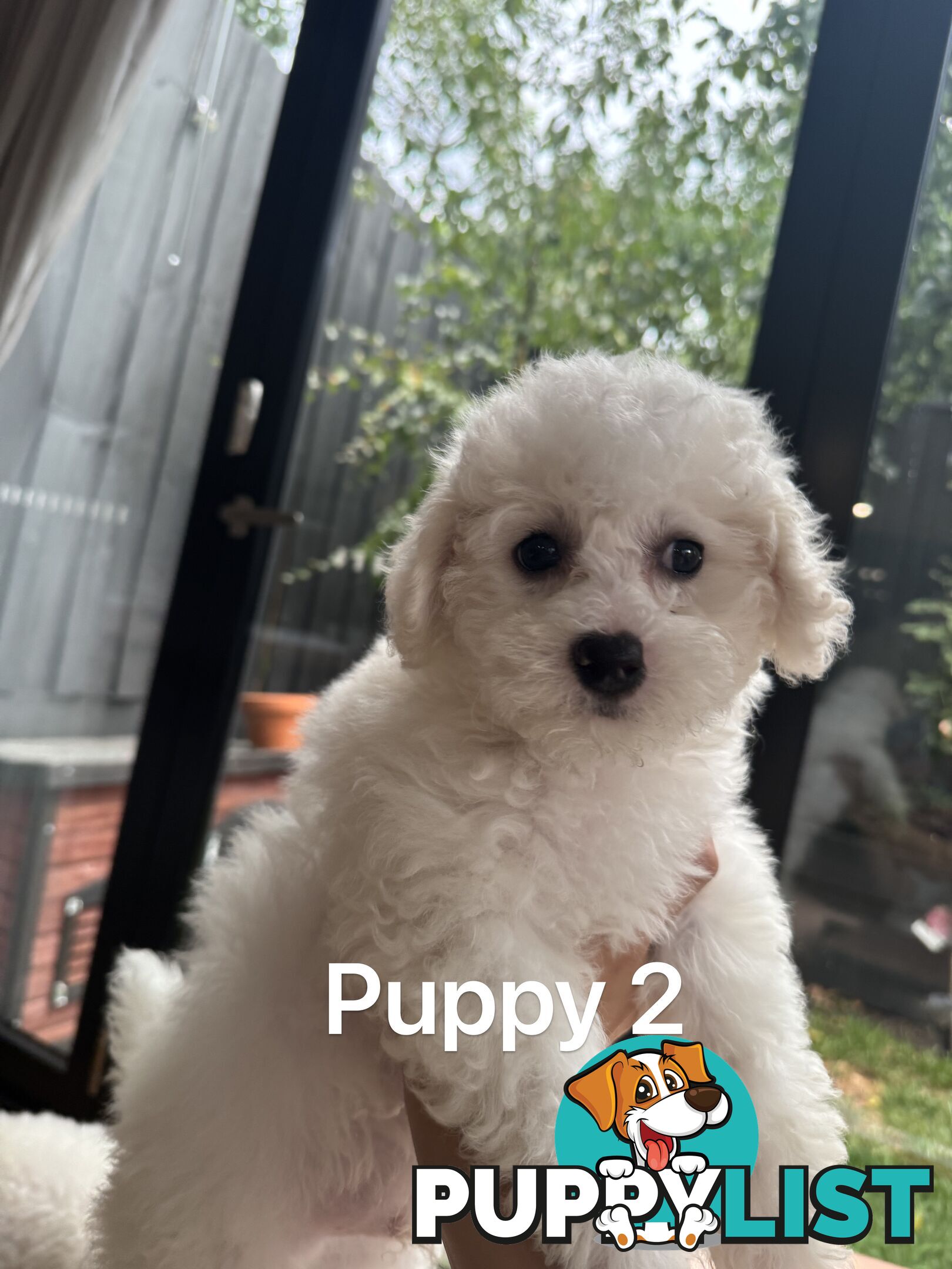 Bichon Frise Puppy