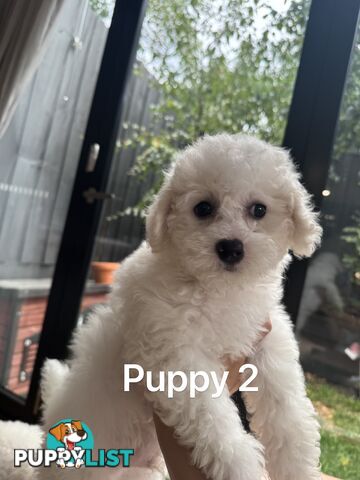 Bichon Frise Puppy