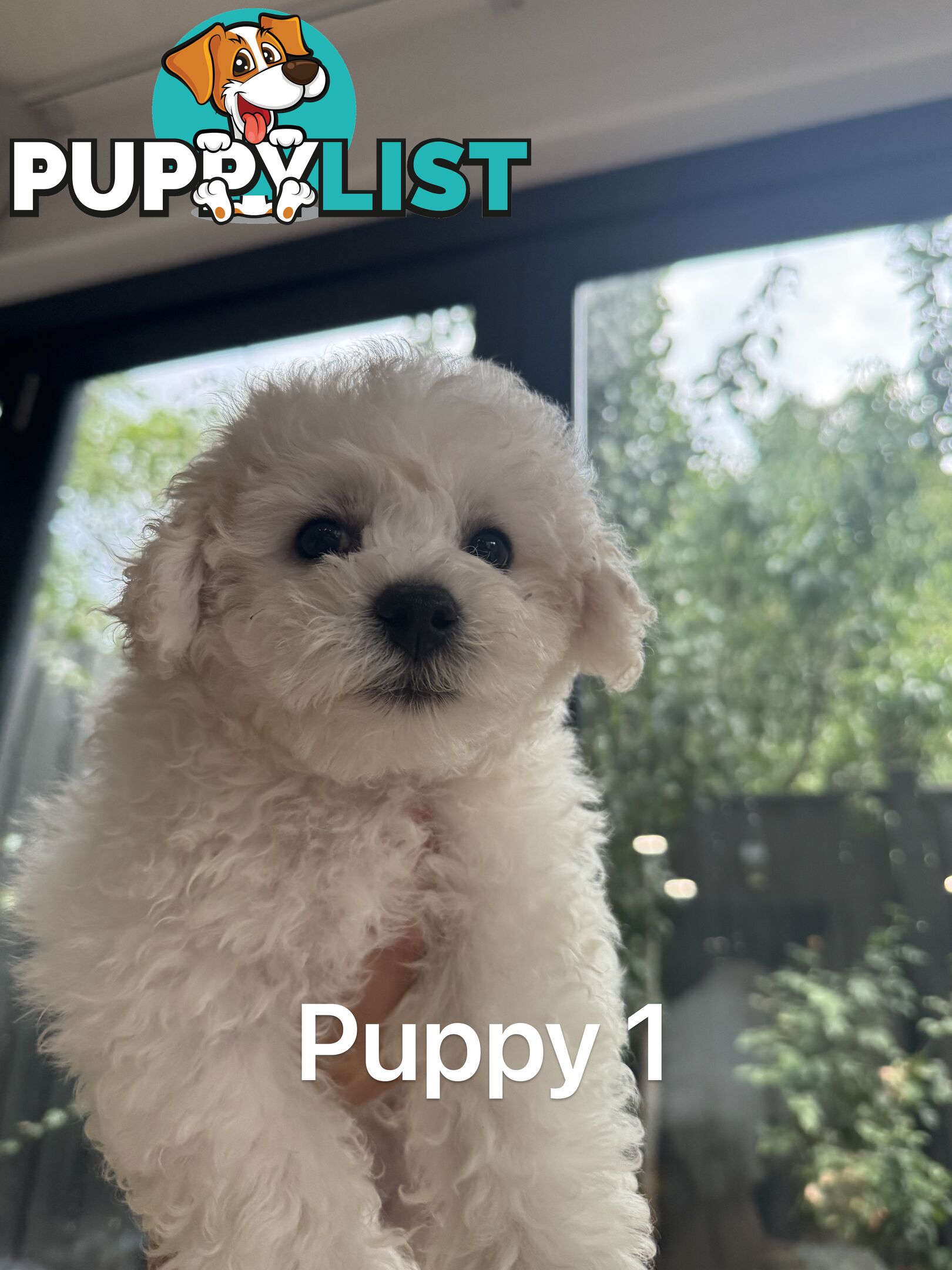 Bichon Frise Puppy