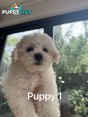 Bichon Frise Puppy