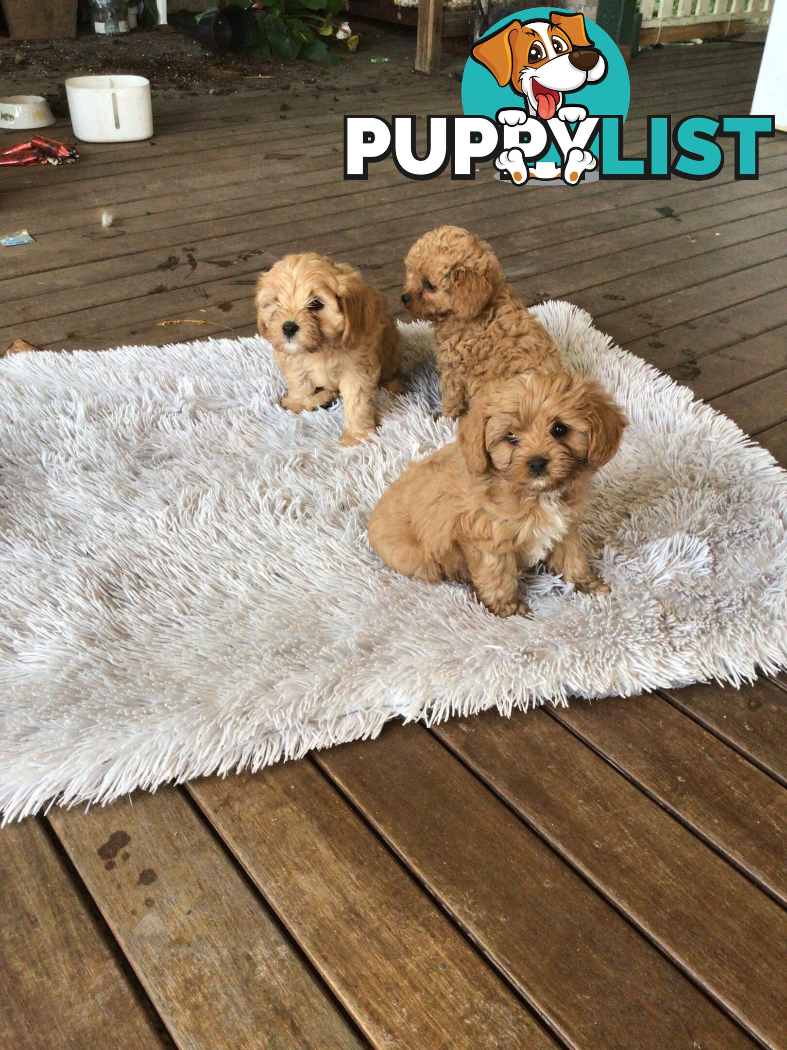 Cavoodle