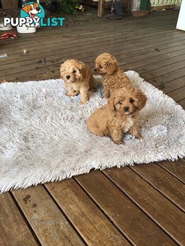 Cavoodle